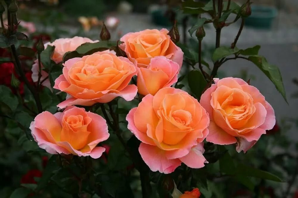 Роза чайно-гибридная Лолита 1 шт